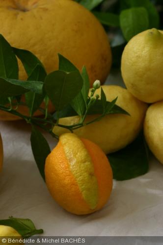Citrus  limon  'Gilou'