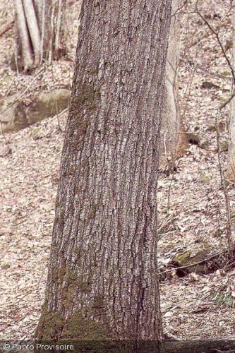 Juglans nigra