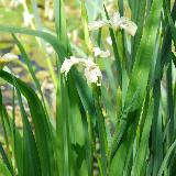 Iris pseudacorus  'Alba'