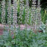 Acanthus 'Summer Beauty' achat vente pépinière Lumen