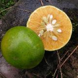 Citrus reticulata  'Tangor murcott'