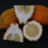 Citrus medica  'aurantiata'