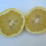 Citrus bergamia  'Mellarosa'