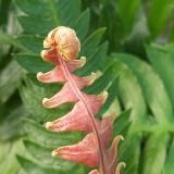 Blechnum appendiculatum Willd